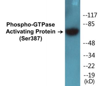 Phospho-GTPase Activating Protein (Ser387) Colorimetric Cell-Based ELISA Kit