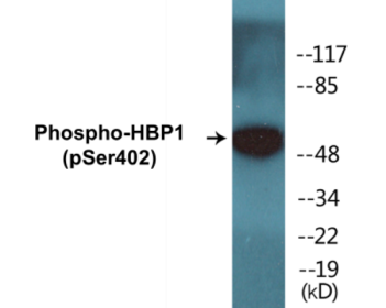 Phospho-HBP1 (Ser402) Colorimetric Cell-Based ELISA Kit