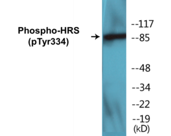 Phospho-HRS (Tyr334) Colorimetric Cell-Based ELISA Kit
