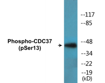 Phospho-CDC37 (Ser13) Colorimetric Cell-Based ELISA Kit
