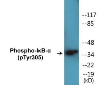Phospho-IκB-alpha (Tyr305) Colorimetric Cell-Based ELISA Kit