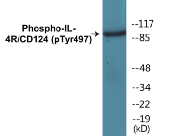 Phospho-IL-4R/CD124 (Tyr497) Colorimetric Cell-Based ELISA Kit