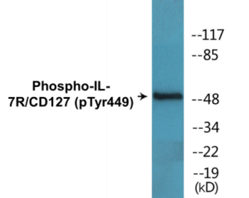 Phospho-IL-7R/CD127 (Tyr449) Colorimetric Cell-Based ELISA Kit