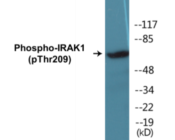 Phospho-IRAK1 (Thr209) Colorimetric Cell-Based ELISA Kit