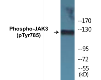 Phospho-JAK3 (Tyr785) Colorimetric Cell-Based ELISA Kit