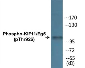 Phospho-KIF11/Eg5 (Thr926) Colorimetric Cell-Based ELISA Kit