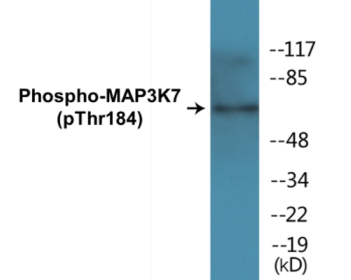 Phospho-MAP3K7 (Thr184) Colorimetric Cell-Based ELISA Kit
