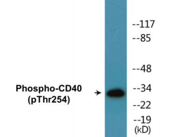 Phospho-CD40 (Thr254) Colorimetric Cell-Based ELISA Kit
