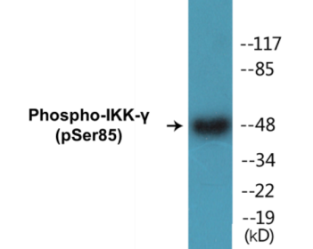 Phospho-IKK-gamma (Ser85) Colorimetric Cell-Based ELISA Kit