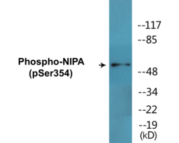 Phospho-NIPA (Ser354) Colorimetric Cell-Based ELISA Kit