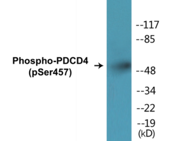 Phospho-PDCD4 (Ser457) Colorimetric Cell-Based ELISA Kit