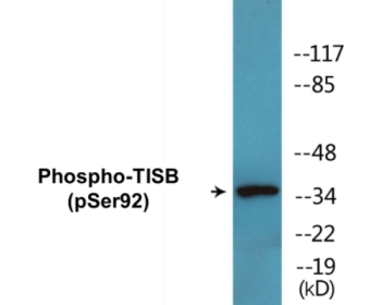 Phospho-TISB (Ser92) Colorimetric Cell-Based ELISA Kit