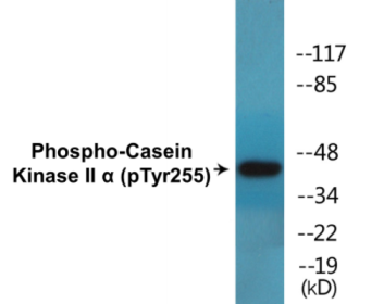Phospho-Casein Kinase II alpha (Tyr255) Colorimetric Cell-Based ELISA Kit
