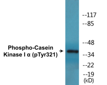 Phospho-Casein Kinase I alpha (Tyr321) Colorimetric Cell-Based ELISA Kit