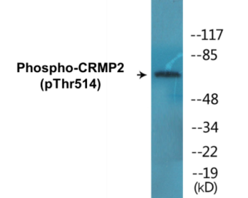 Phospho-CRMP2 (Thr514) Colorimetric Cell-Based ELISA Kit