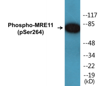 Phospho-MRE11 (Ser264) Colorimetric Cell-Based ELISA Kit