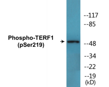 Phospho-TERF1 (Ser219) Colorimetric Cell-Based ELISA Kit