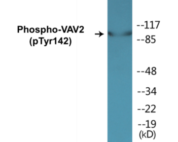 Phospho-VAV2 (Tyr142) Colorimetric Cell-Based ELISA Kit