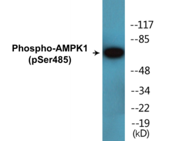 Phospho-AMPK1 (Ser485) Colorimetric Cell-Based ELISA Kit