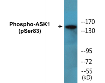 Phospho-ASK1 (Ser83) Colorimetric Cell-Based ELISA Kit