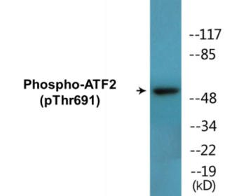 Phospho-ATF2 (Thr691) Colorimetric Cell-Based ELISA Kit