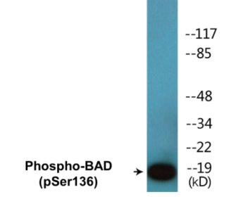 Phospho-BAD (Ser136) Colorimetric Cell-Based ELISA Kit