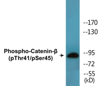 Phospho-Catenin-beta (Thr41/Ser45) Colorimetric Cell-Based ELISA Kit