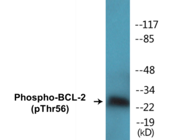 Phospho-BCL-2 (Thr56) Colorimetric Cell-Based ELISA Kit