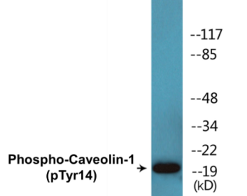 Phospho-Caveolin-1 (Tyr14) Colorimetric Cell-Based ELISA Kit