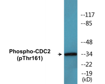 Phospho-CDC2 (Thr161) Colorimetric Cell-Based ELISA Kit