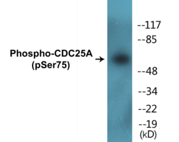 Phospho-CDC25A (Ser75) Colorimetric Cell-Based ELISA Kit