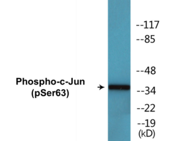 Phospho-c-Jun (Ser63) Colorimetric Cell-Based ELISA Kit