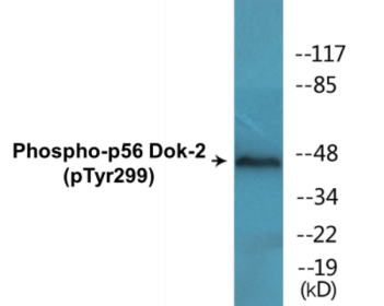 Phospho-p56 Dok-2 (Tyr299) Colorimetric Cell-Based ELISA Kit