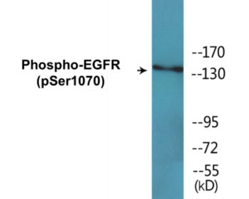 Phospho-EGFR (Ser1070) Colorimetric Cell-Based ELISA Kit
