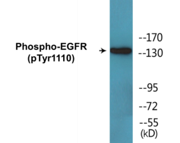 Phospho-EGFR (Tyr1110) Colorimetric Cell-Based ELISA Kit