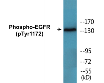 Phospho-EGFR (Tyr1172) Colorimetric Cell-Based ELISA Kit