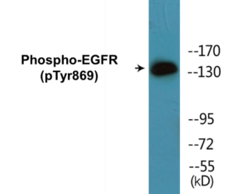Phospho-EGFR (Tyr869) Colorimetric Cell-Based ELISA Kit
