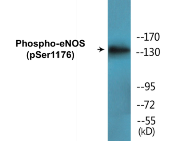 Phospho-eNOS (Ser1176) Colorimetric Cell-Based ELISA Kit