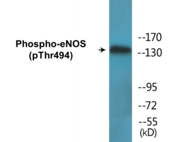 Phospho-eNOS (Thr494) Colorimetric Cell-Based ELISA Kit