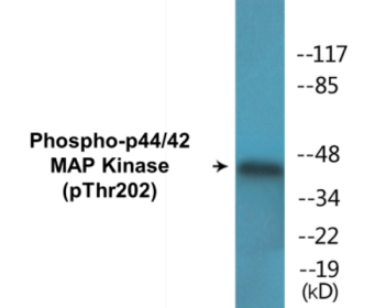 Phospho-p44/42 MAP Kinase (Thr202) Colorimetric Cell-Based ELISA Kit