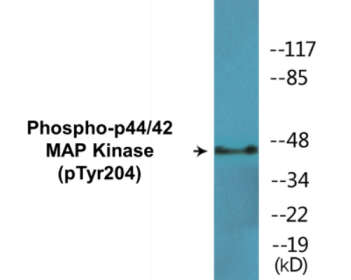 Phospho-p44/42 MAP Kinase (Tyr204) Colorimetric Cell-Based ELISA Kit