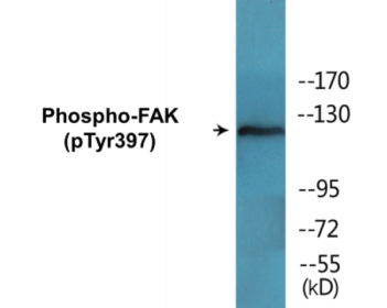 Phospho-FAK (Tyr397) Colorimetric Cell-Based ELISA Kit