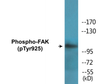 Phospho-FAK (Tyr925) Colorimetric Cell-Based ELISA Kit