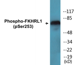 Phospho-FKHRL1 (Ser253) Colorimetric Cell-Based ELISA Kit