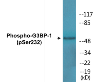 Phospho-G3BP-1 (Ser232) Colorimetric Cell-Based ELISA Kit
