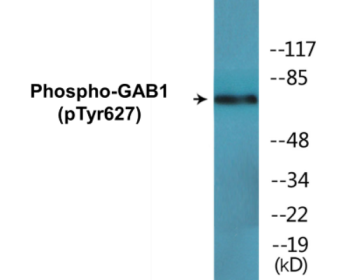 Phospho-GAB1 (Tyr627) Colorimetric Cell-Based ELISA Kit