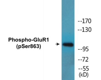 Phospho-GluR1 (Ser863) Colorimetric Cell-Based ELISA Kit