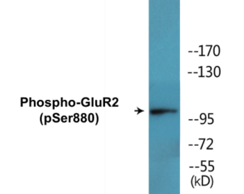 Phospho-GluR2 (Ser880) Colorimetric Cell-Based ELISA Kit
