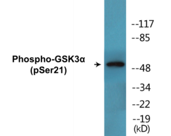 Phospho-GSK3alpha (Ser21) Colorimetric Cell-Based ELISA Kit