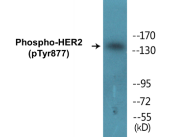 Phospho-HER2 (Tyr877) Colorimetric Cell-Based ELISA Kit